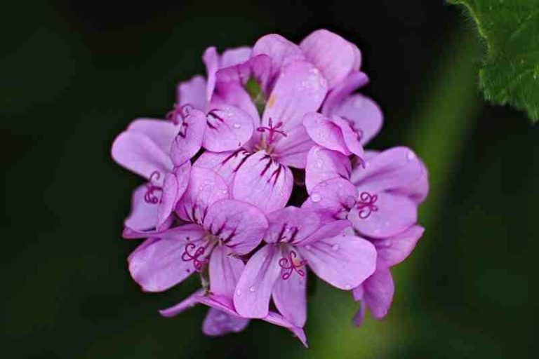 Toko Bunga di Leuwinanggung Depok Menyediakan Fresh Flower
